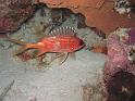 Holocentrus adsensionis